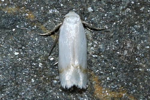 Opostega salaciella